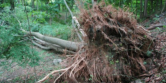 pulled up by roots wp