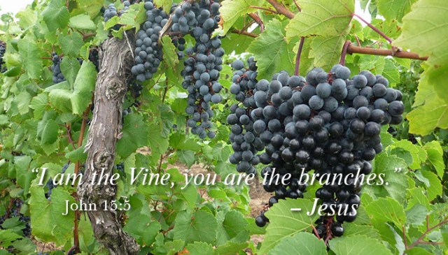 vine and branches