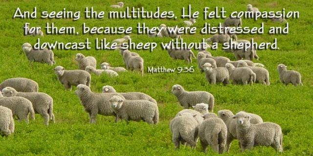 081 sheep without a shepherd