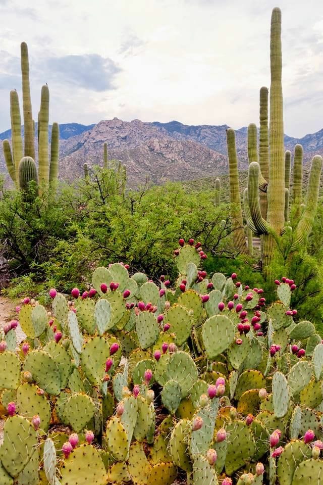 lion among wolves prayer 9-7-2021