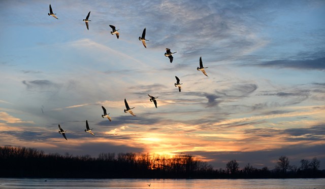 as geese in formation